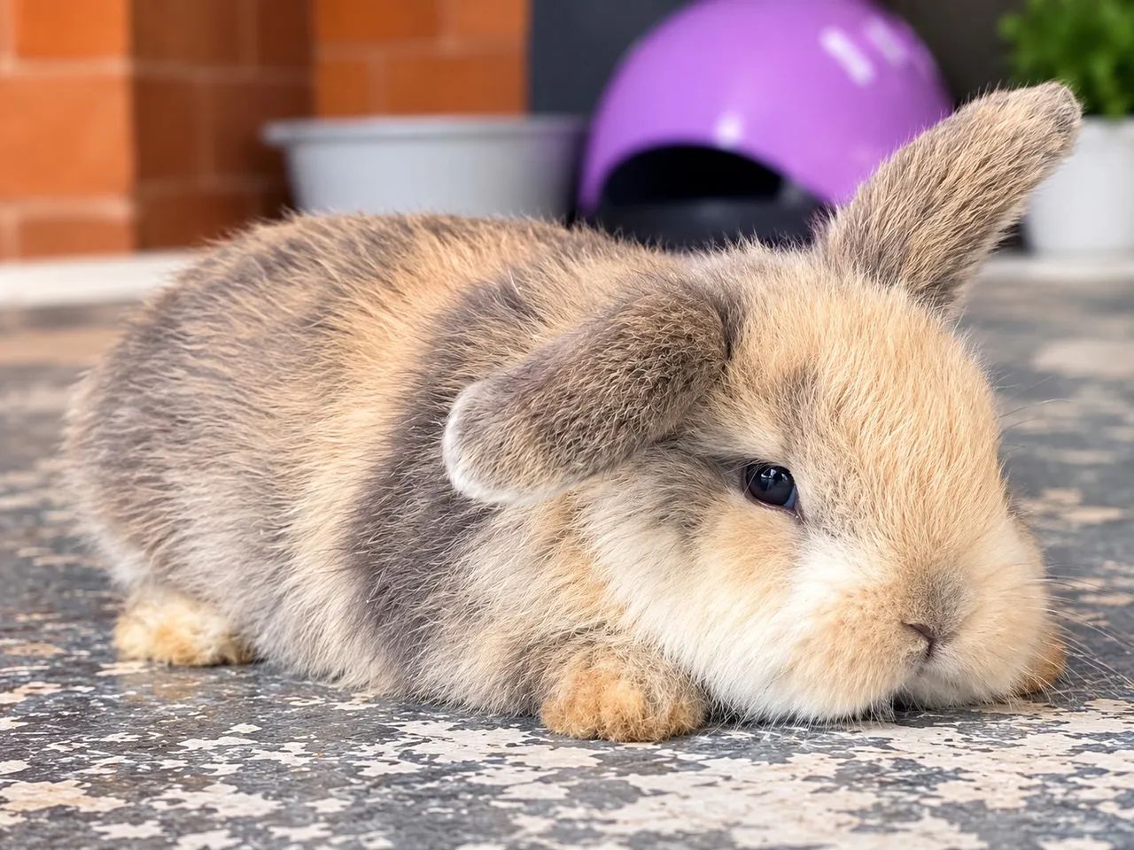 Coelhos dócil  - Foto 2