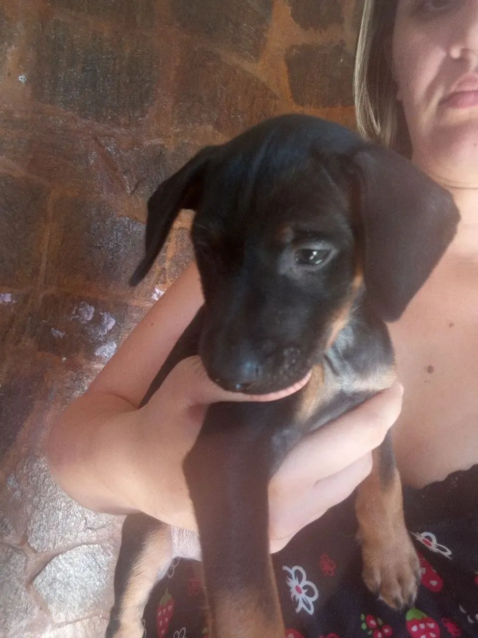 Cachorro pinsher para adoção - Foto 2
