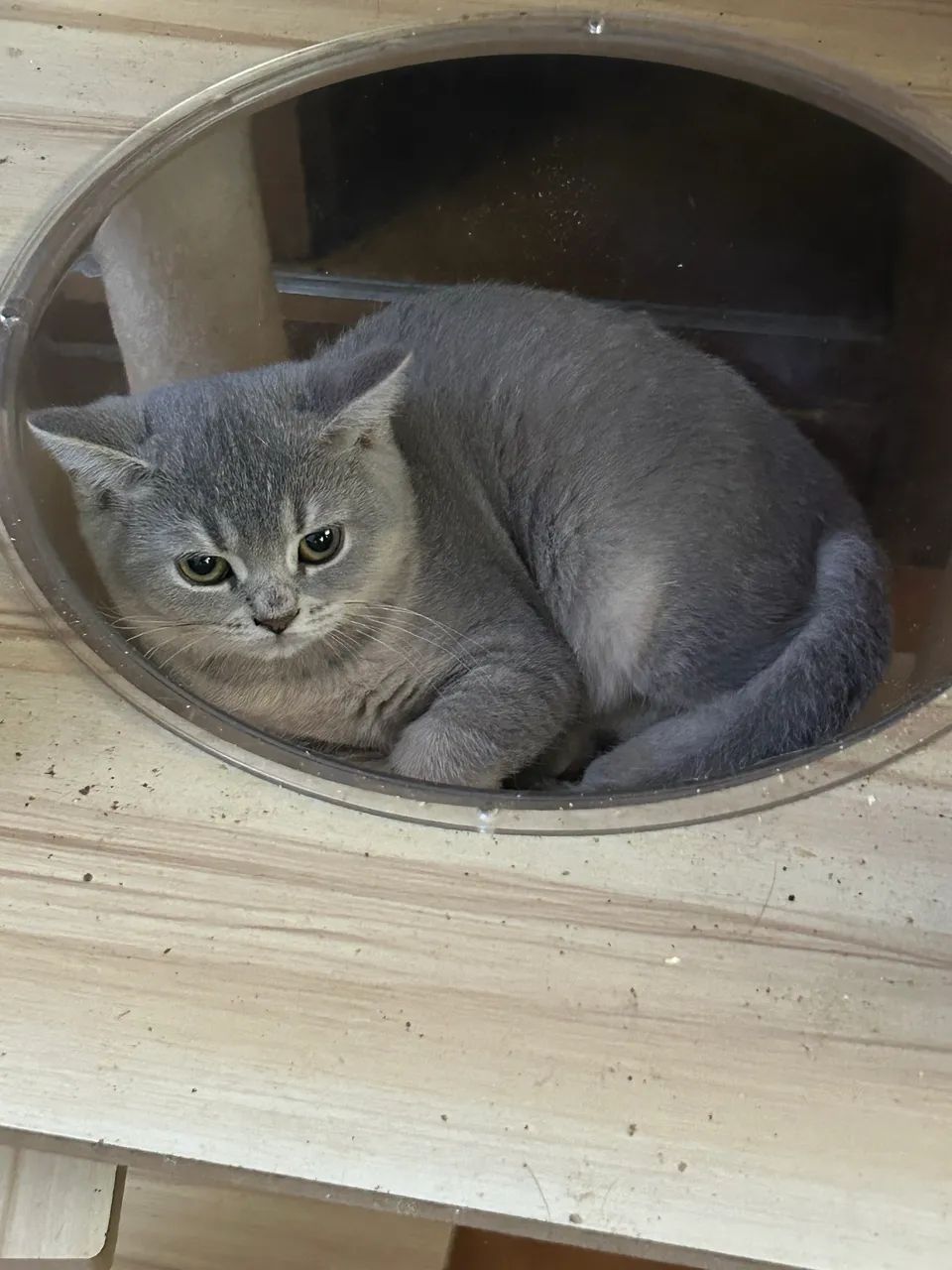 British femea bicolor. 3 meses com pedigree!  - Foto 3