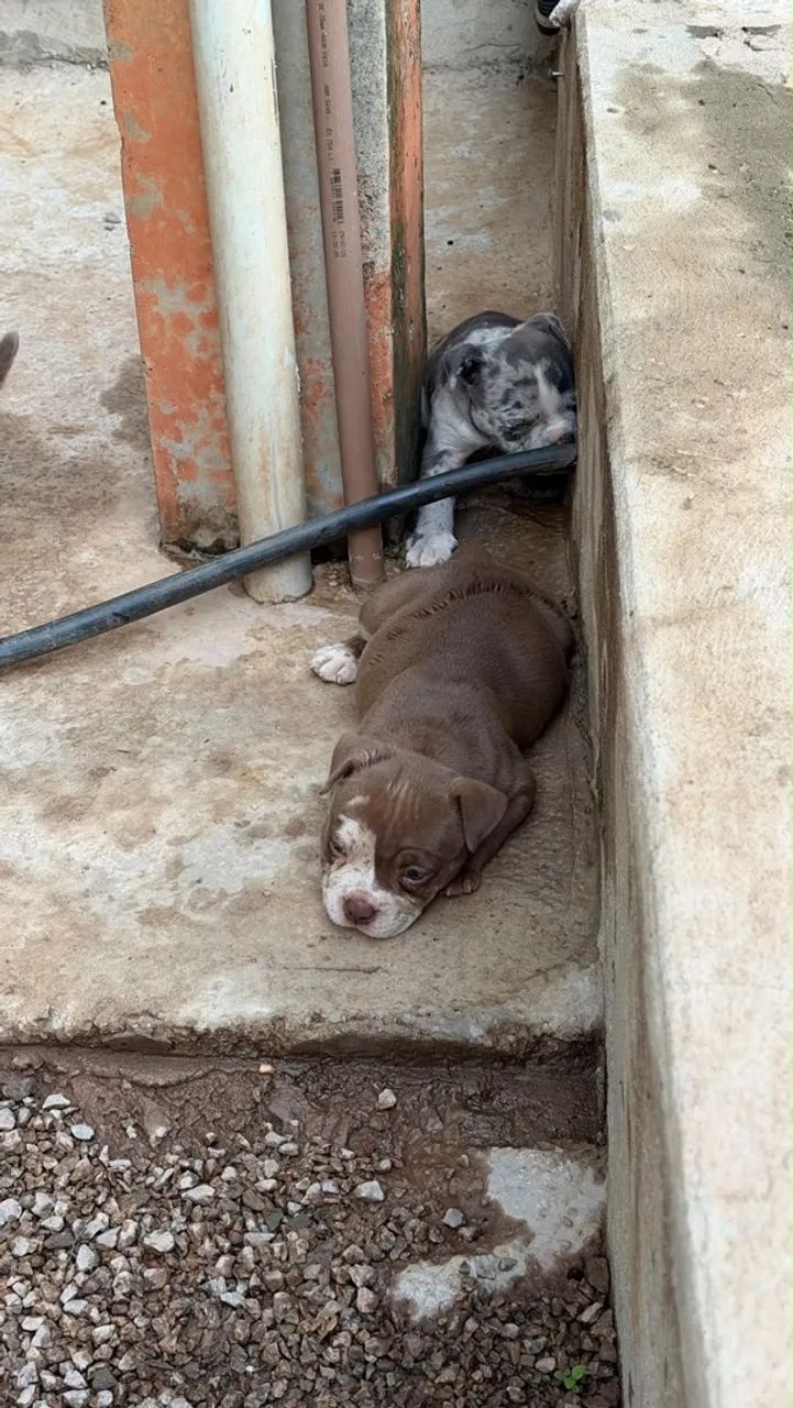 Filhotes american bully  - Foto 2