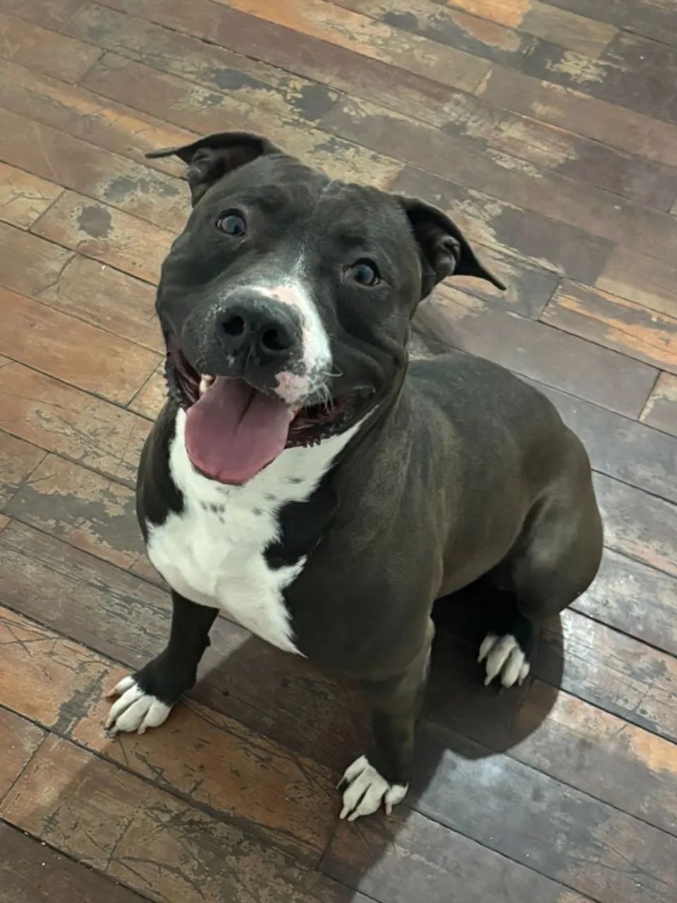 Doa-se Pitbull Dócil