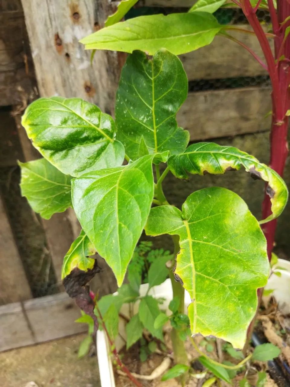 Muda tomate de árvore  - Foto 2