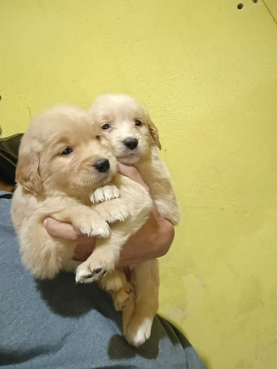 Golden Retriever  - Foto 2