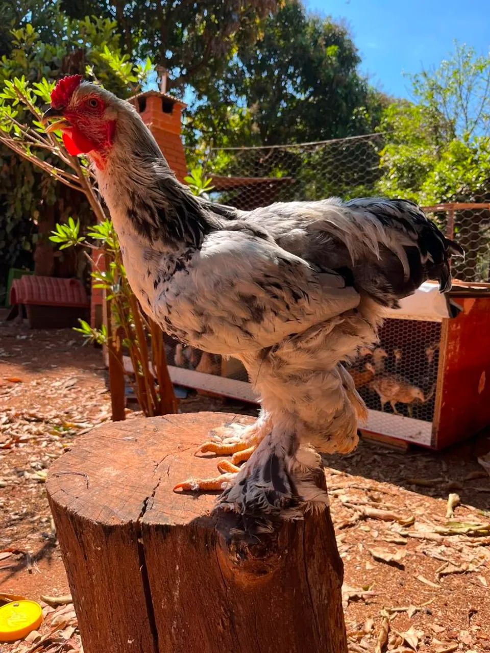 Frango Brahma Light  - Foto 2