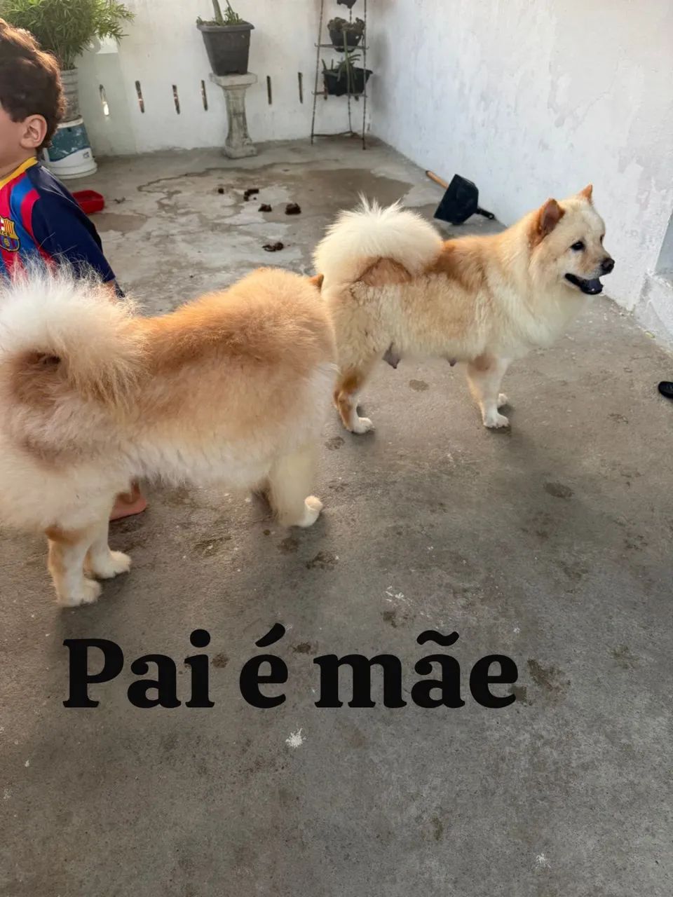 Cachorro chow chow pra vender  - Foto 2