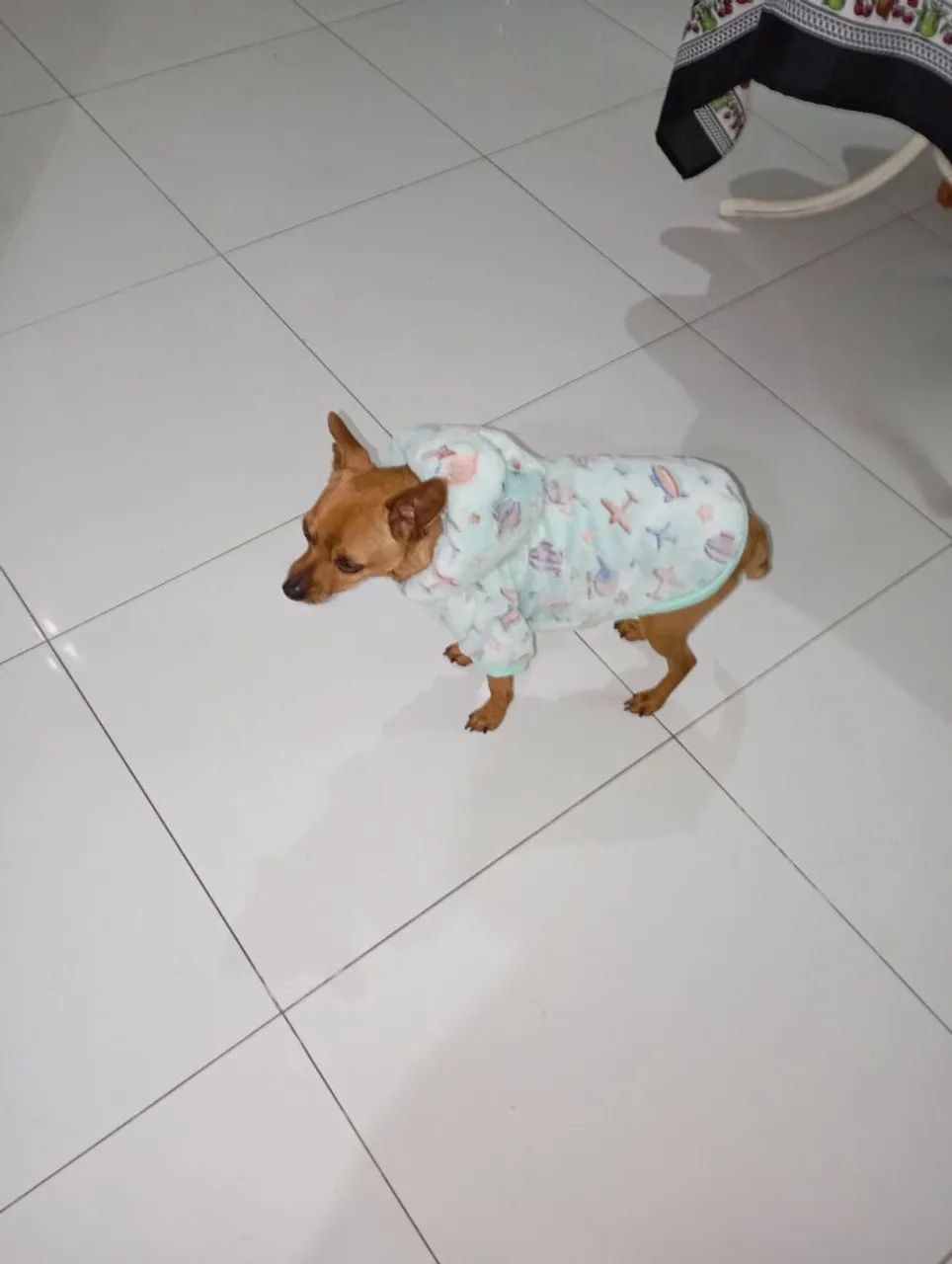 Roupinhas pra pets  - Foto 3
