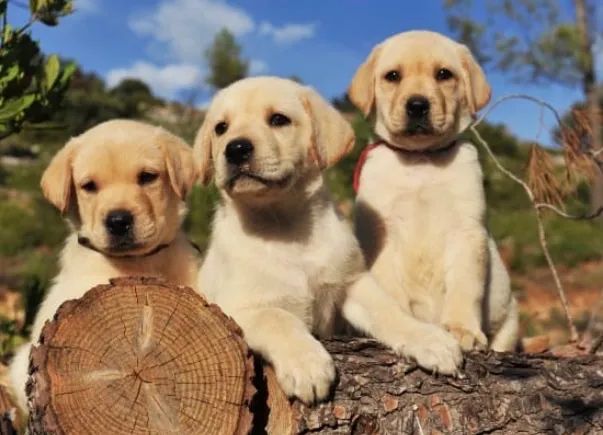 Filhote Labrador  - Foto 2