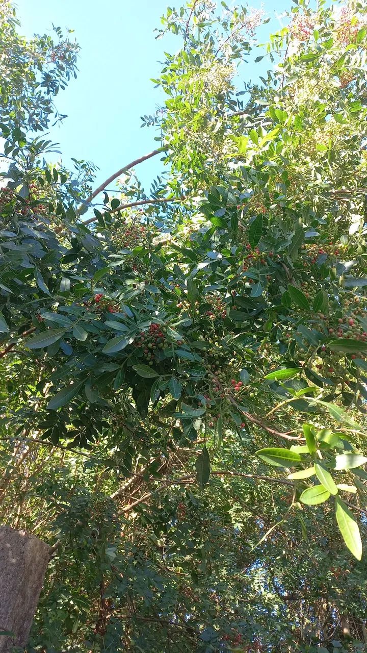 Vendo terreno no Sítio São Marcos  - Foto 2