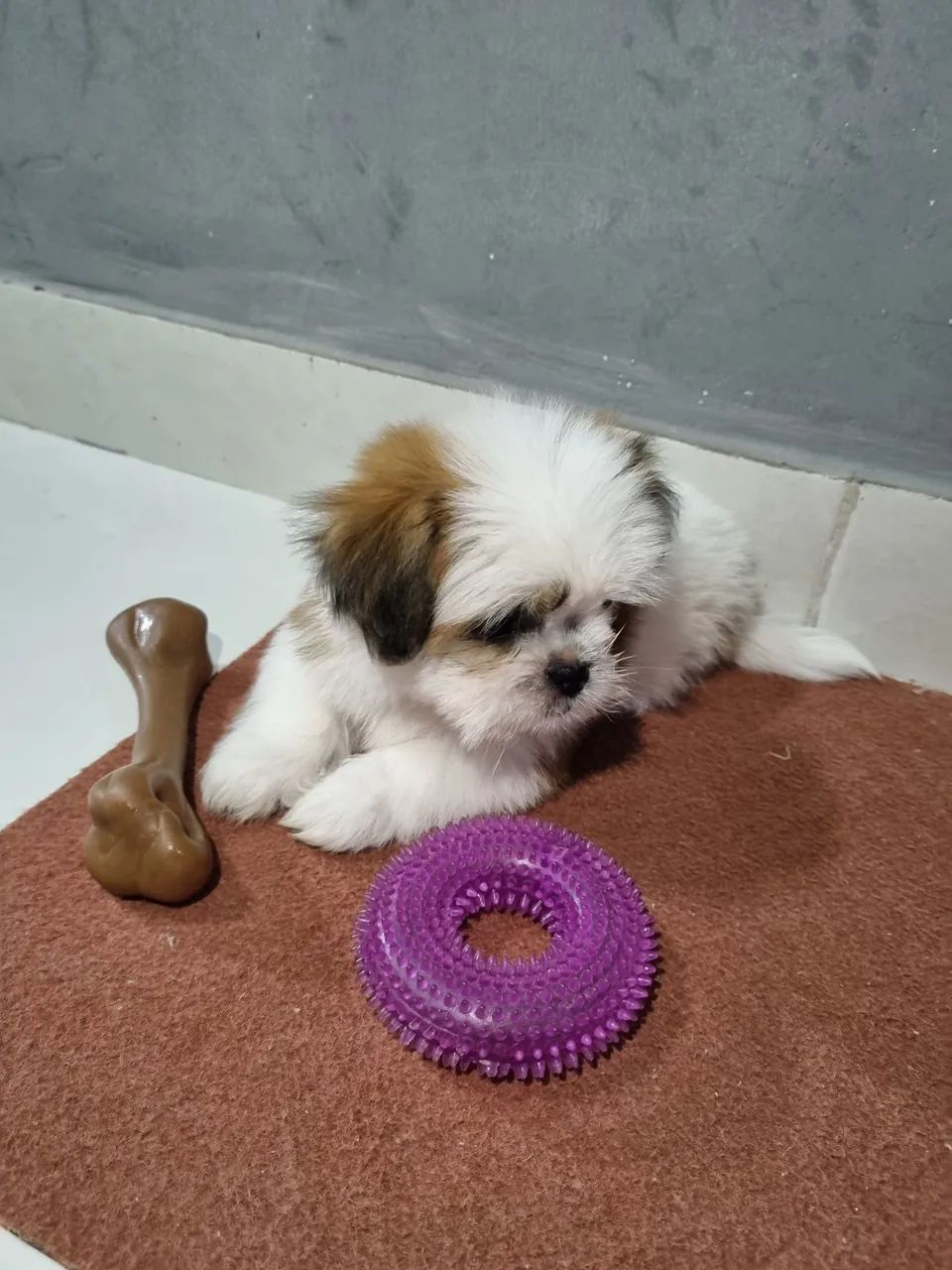 Shitzu  - Foto 3
