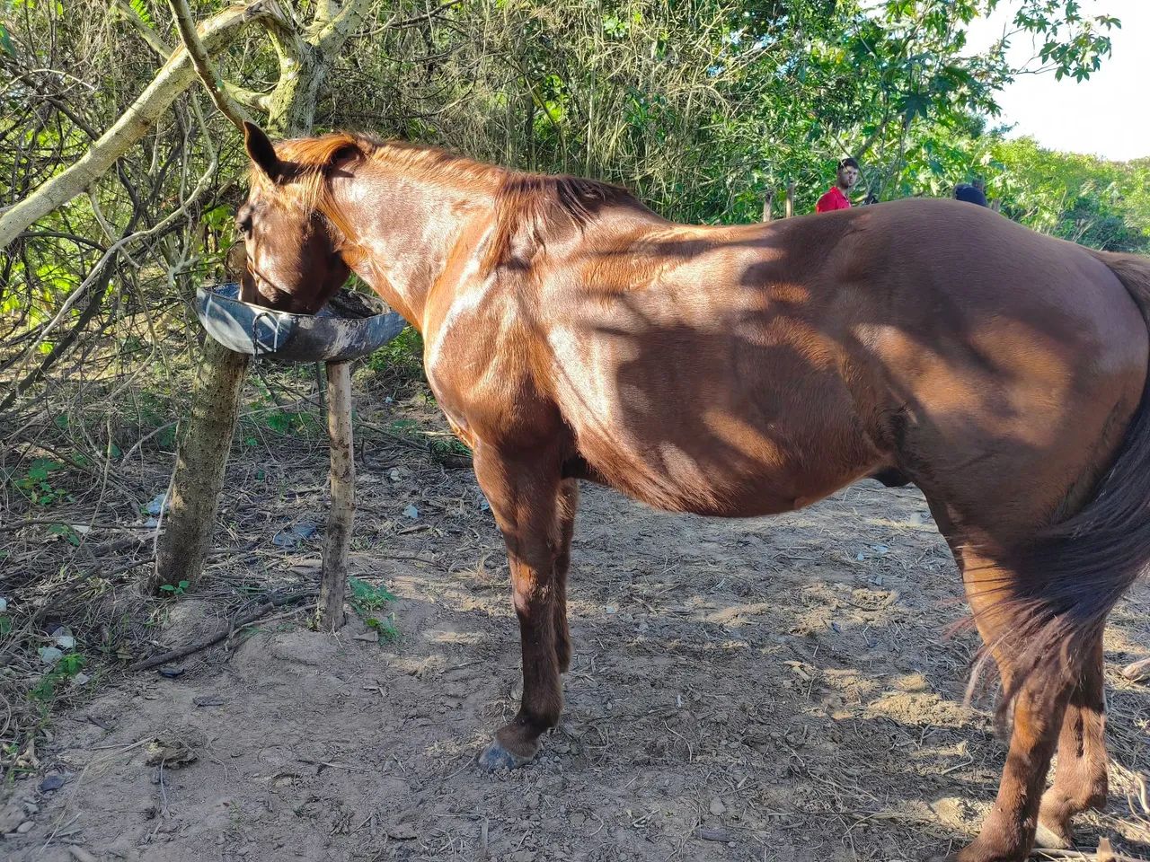 Cavalo quarto de milha