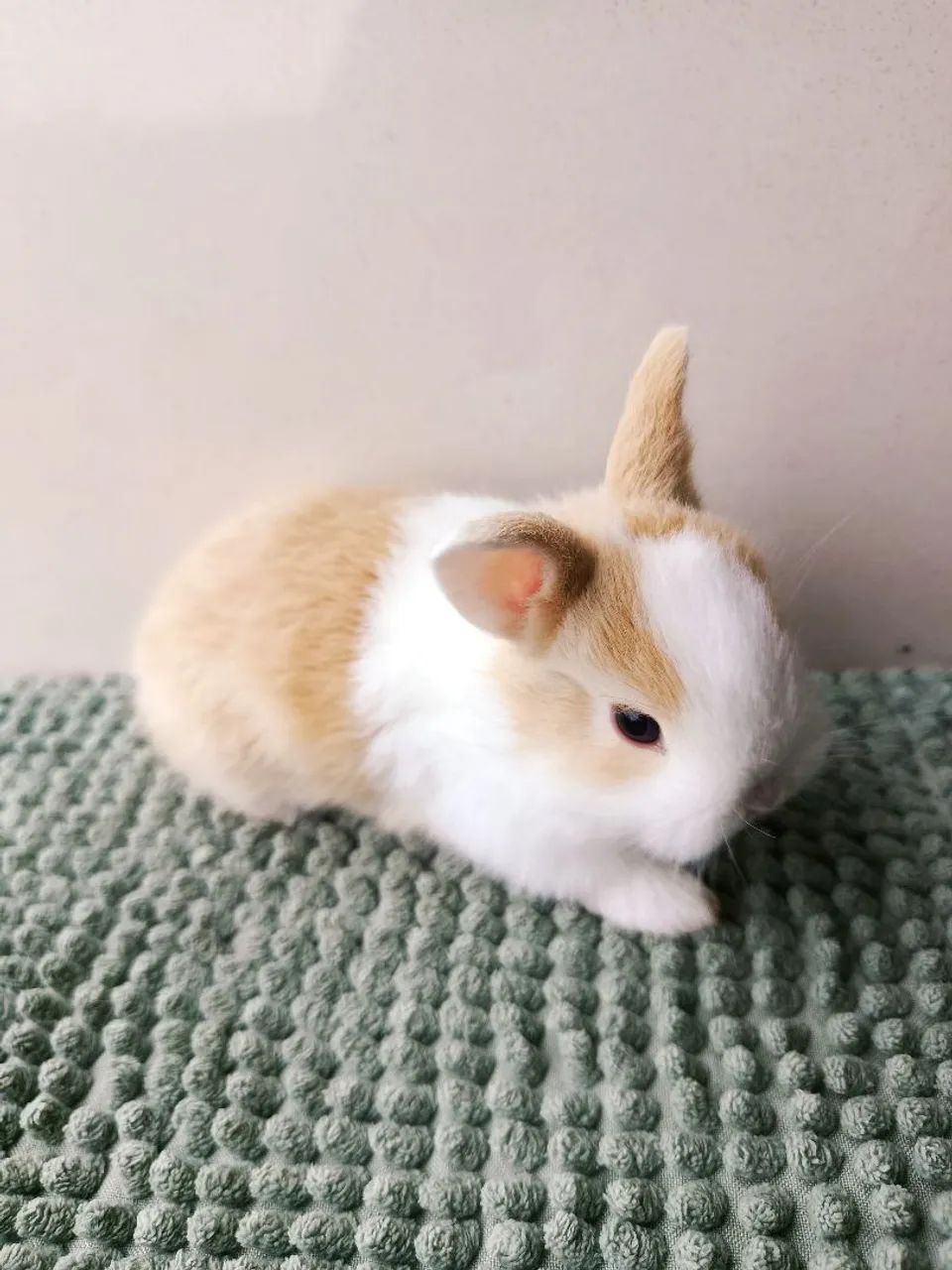 Mini coelho  - Foto 4