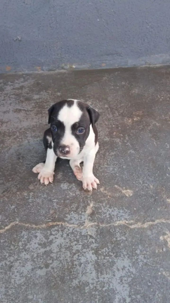 Pitbull americano  - Foto 2