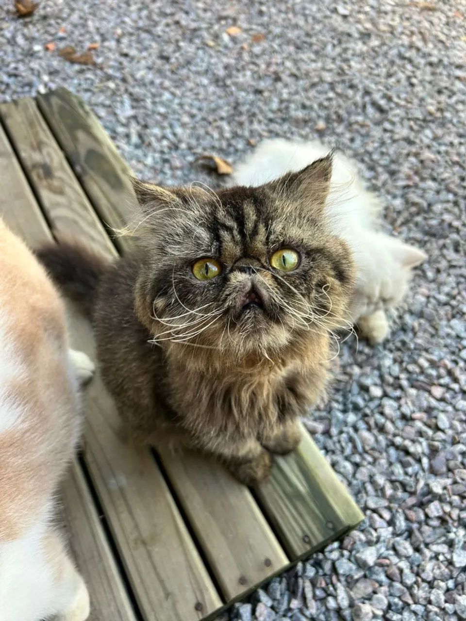 Gato macho  - Foto 2