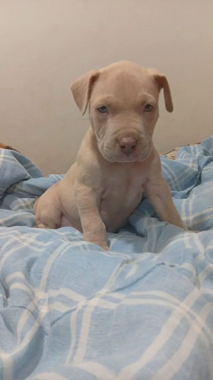 Vendo filho de pitmosnter americabully 
