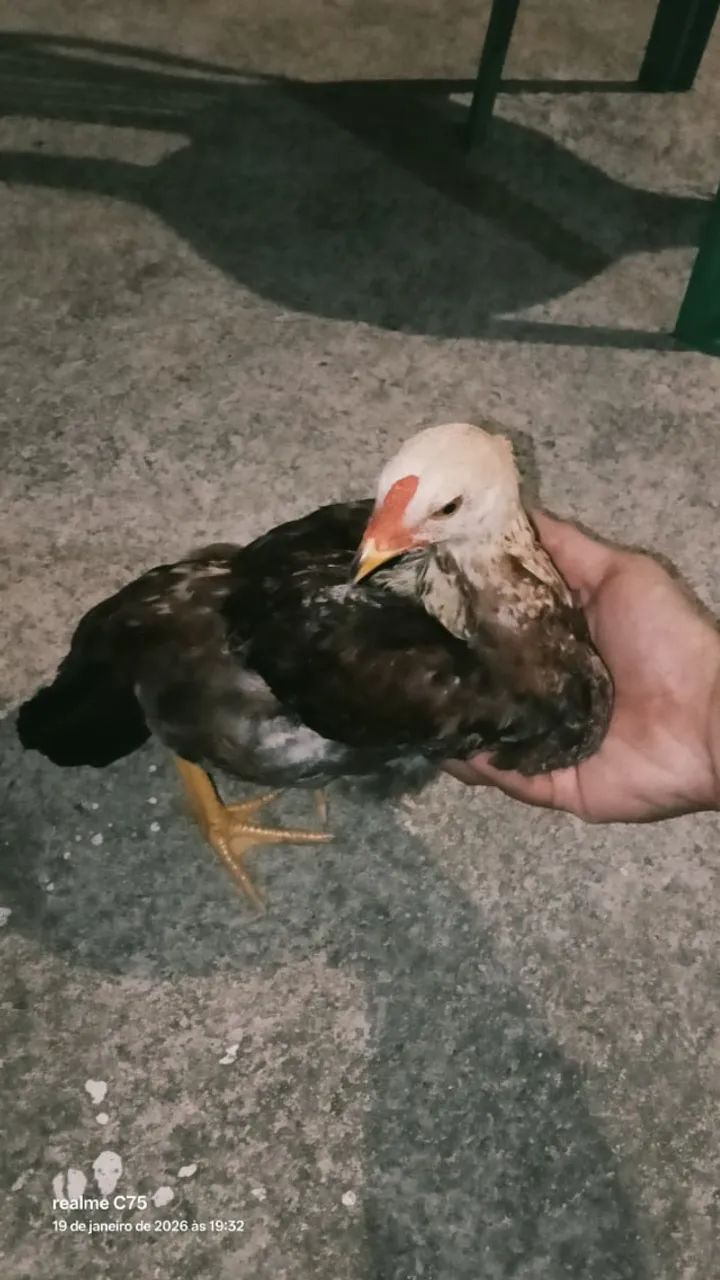 Pintos e Frango(a) Rhode Island Red