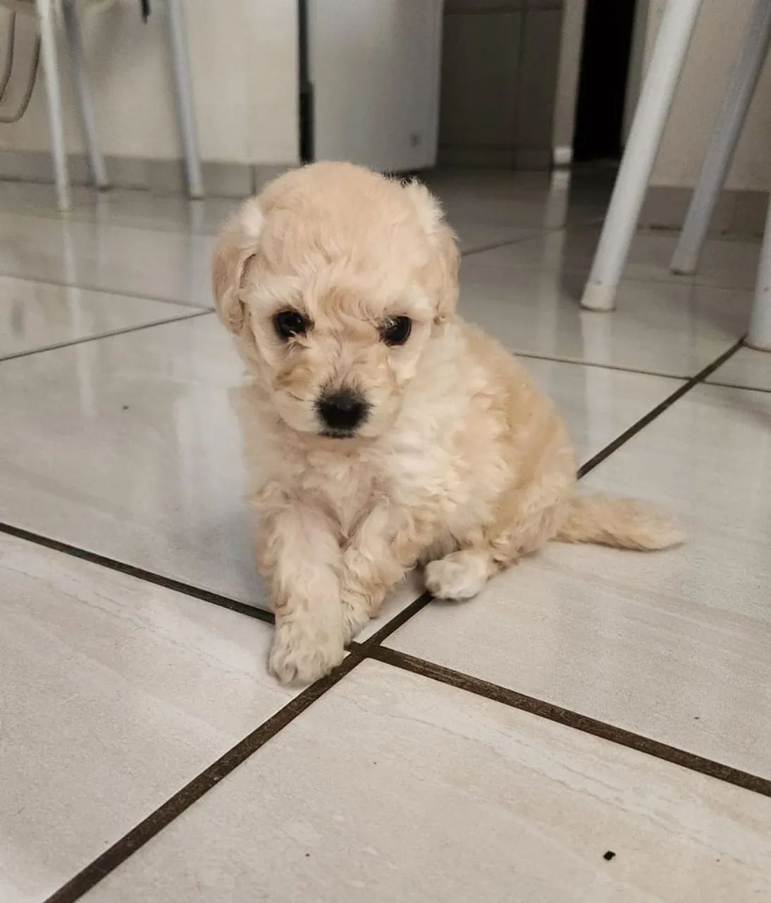 Filhotes de poodle  - Foto 2