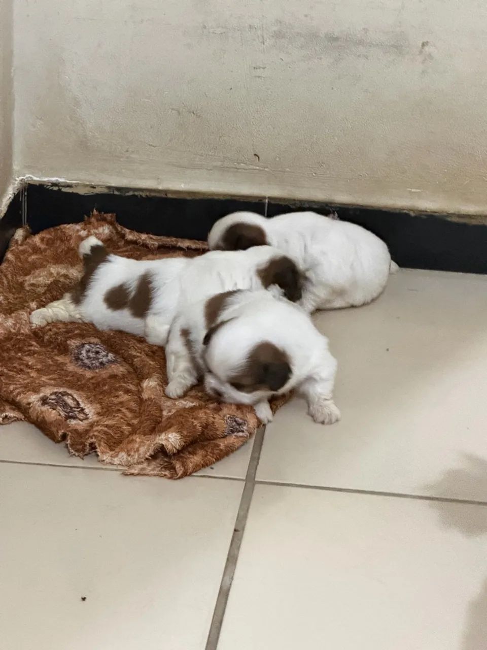 Cachorro  - Foto 3