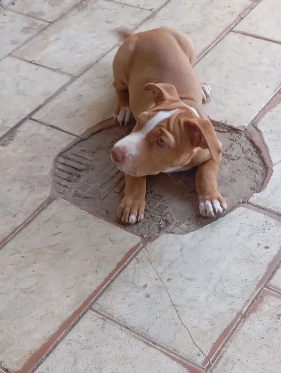 Filhote de Pitbull femia  - Foto 5