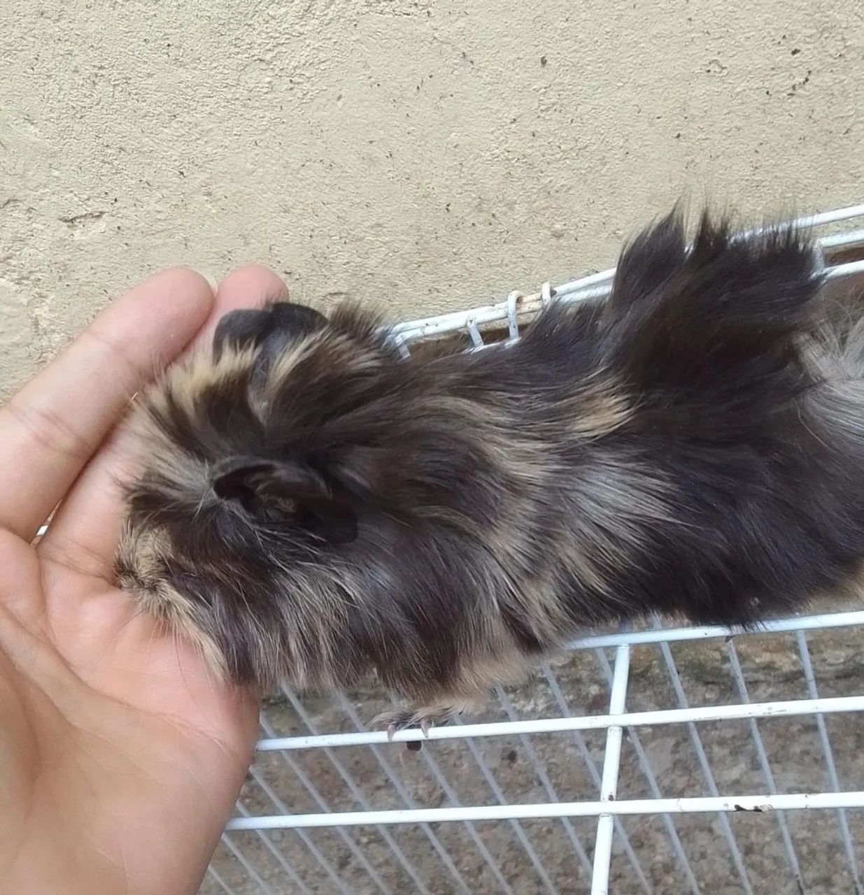 Filhotes porquinho da india fêmea  - Foto 2