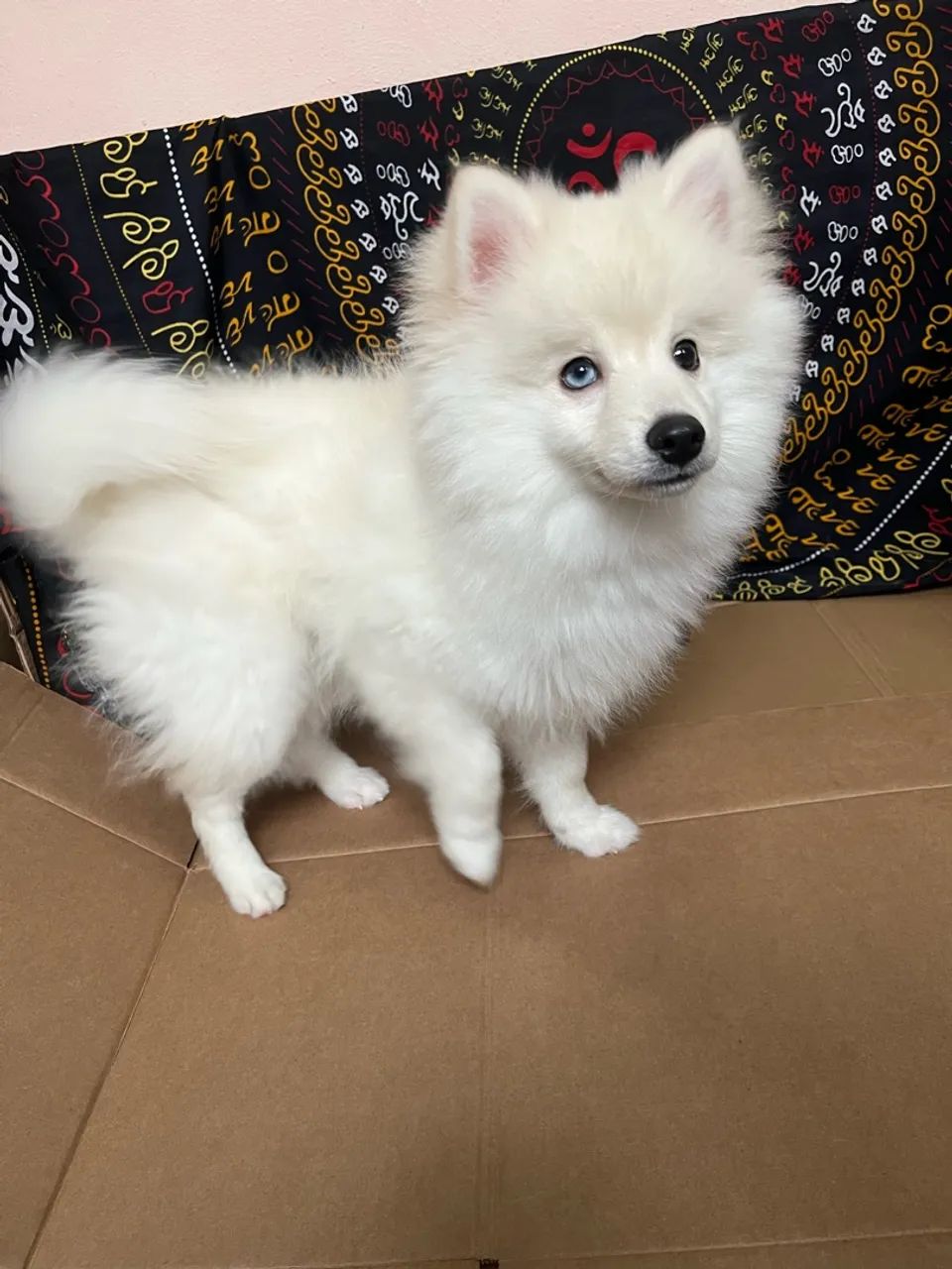 Pomsky f3 - Foto 2