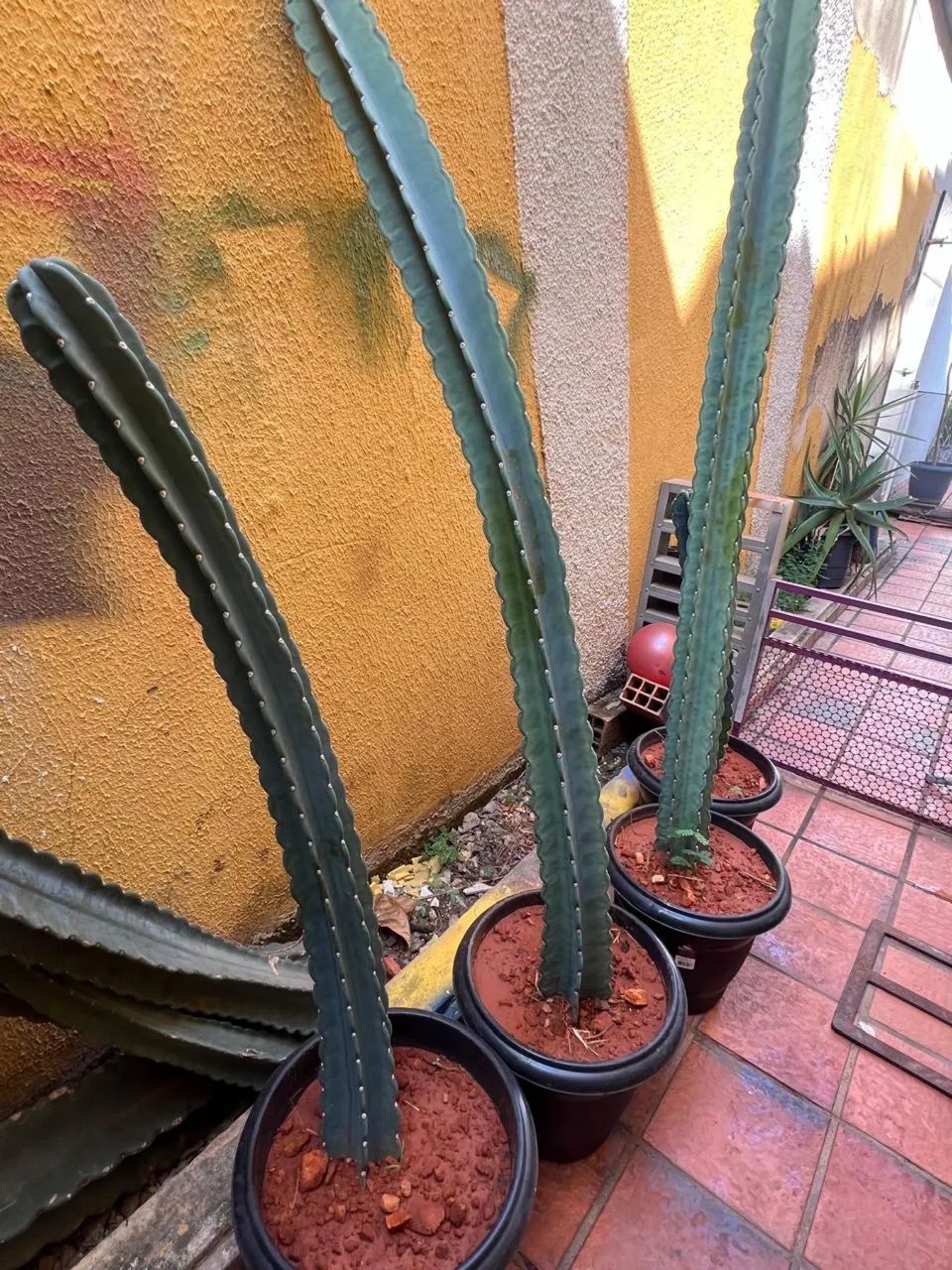 Cacto verdadeiro - Foto 5