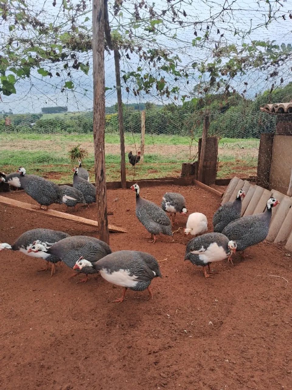 Galinhas da angola. - Foto 2