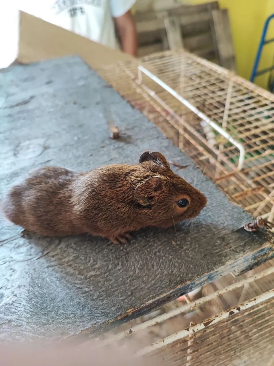 Vendo porquinhos da india