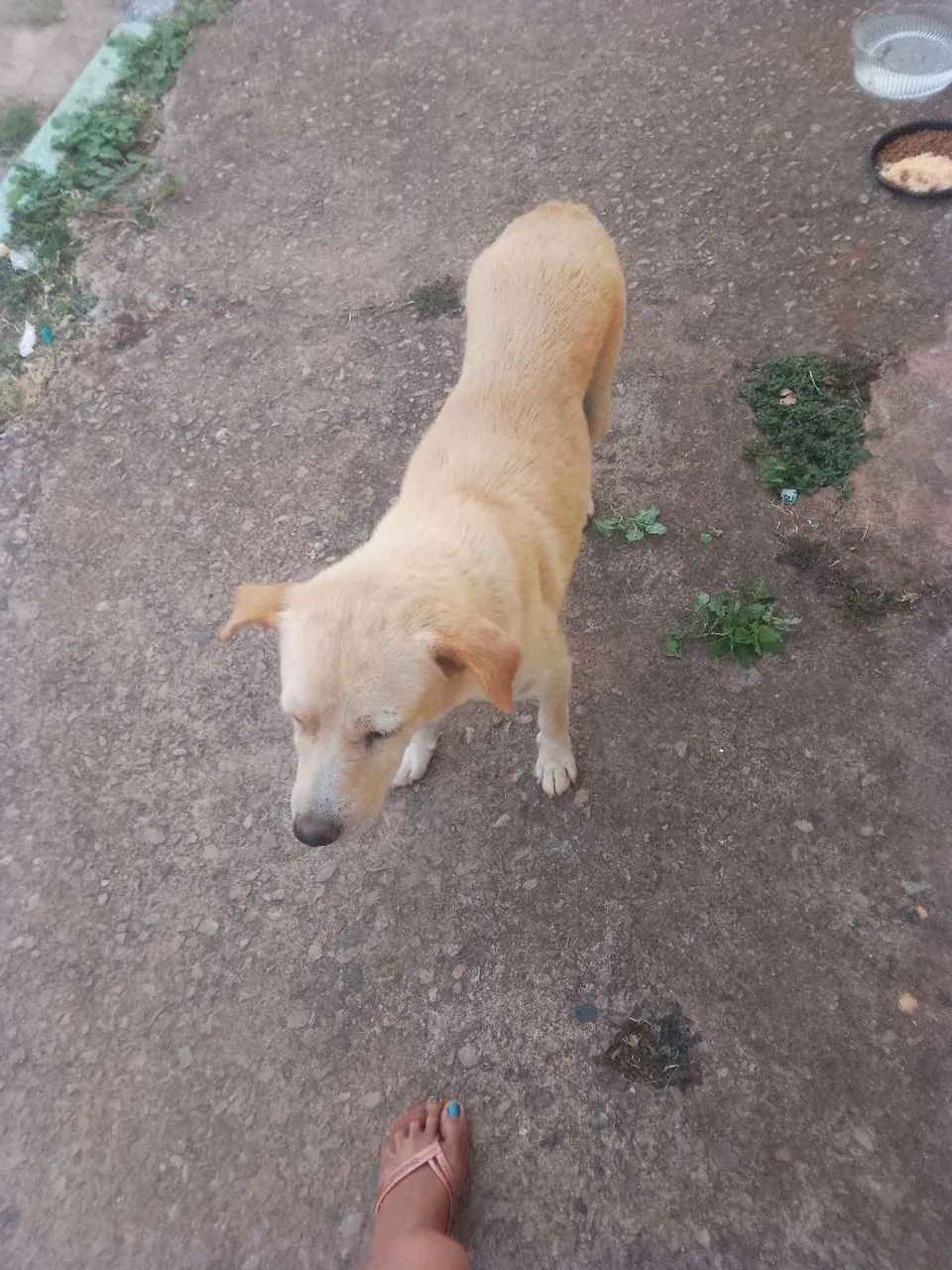Para adoção