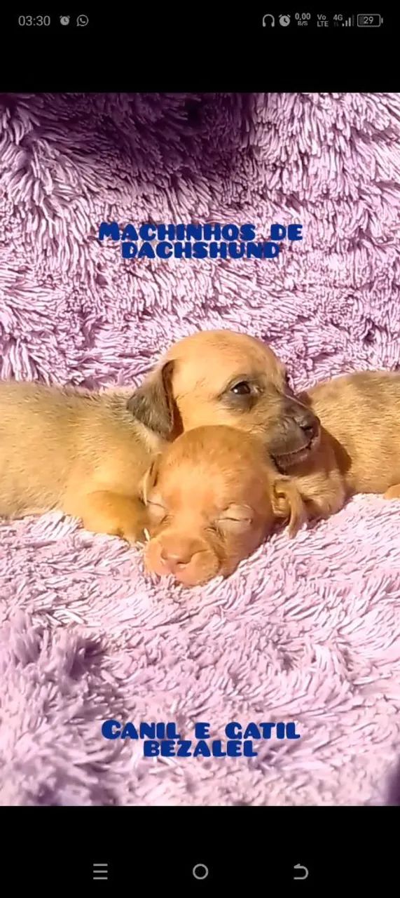 Dachshund miniatura  - Foto 5