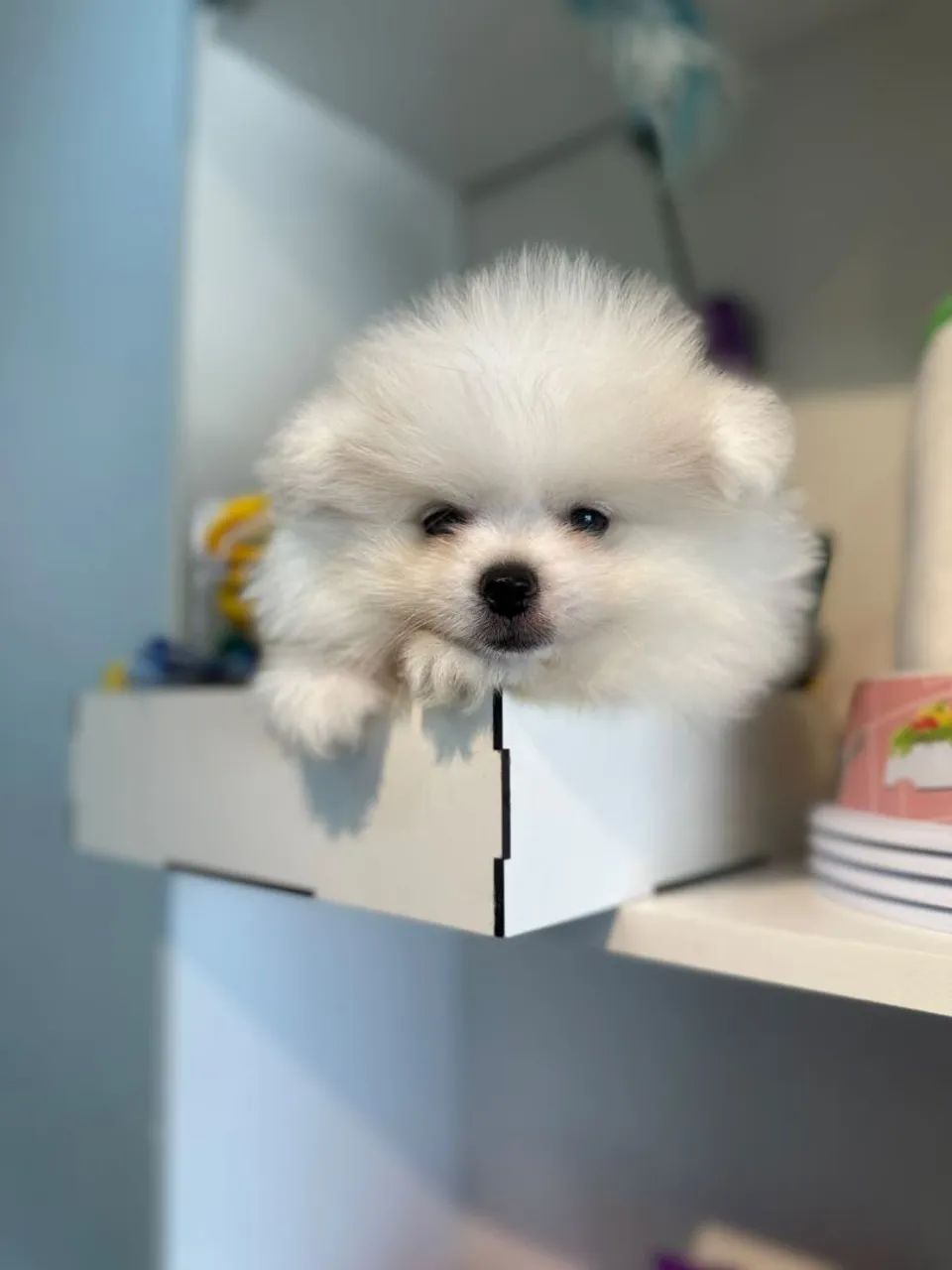 Lindo spitz macho  - Foto 4