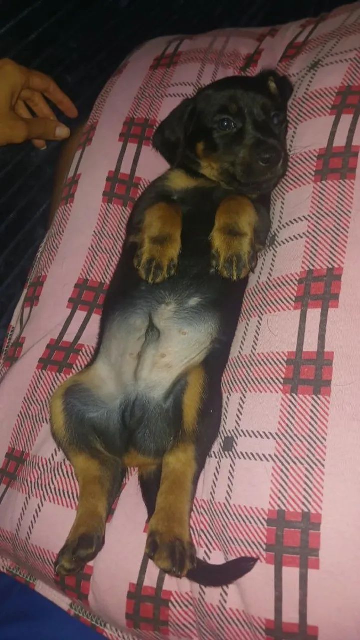 Danchaund salsicha  - Foto 5