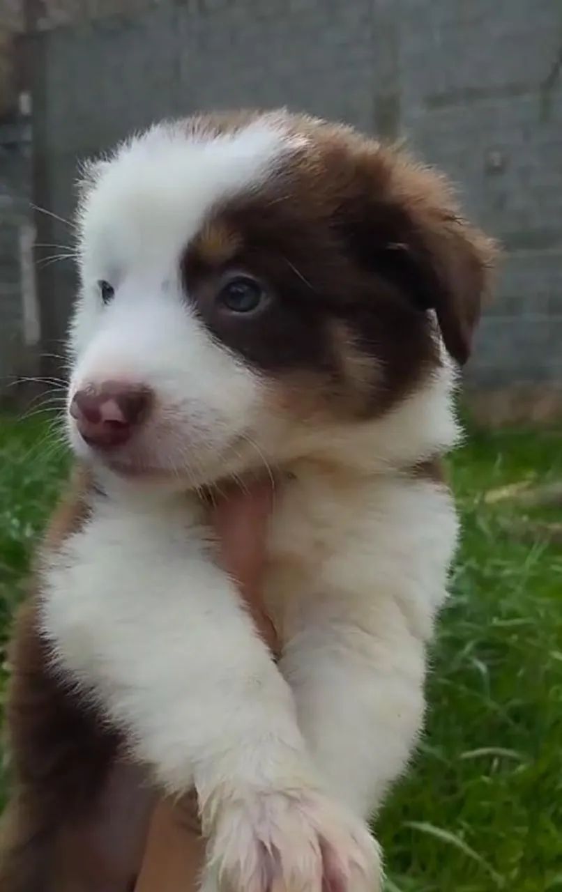 Border collie inteligente e agil
