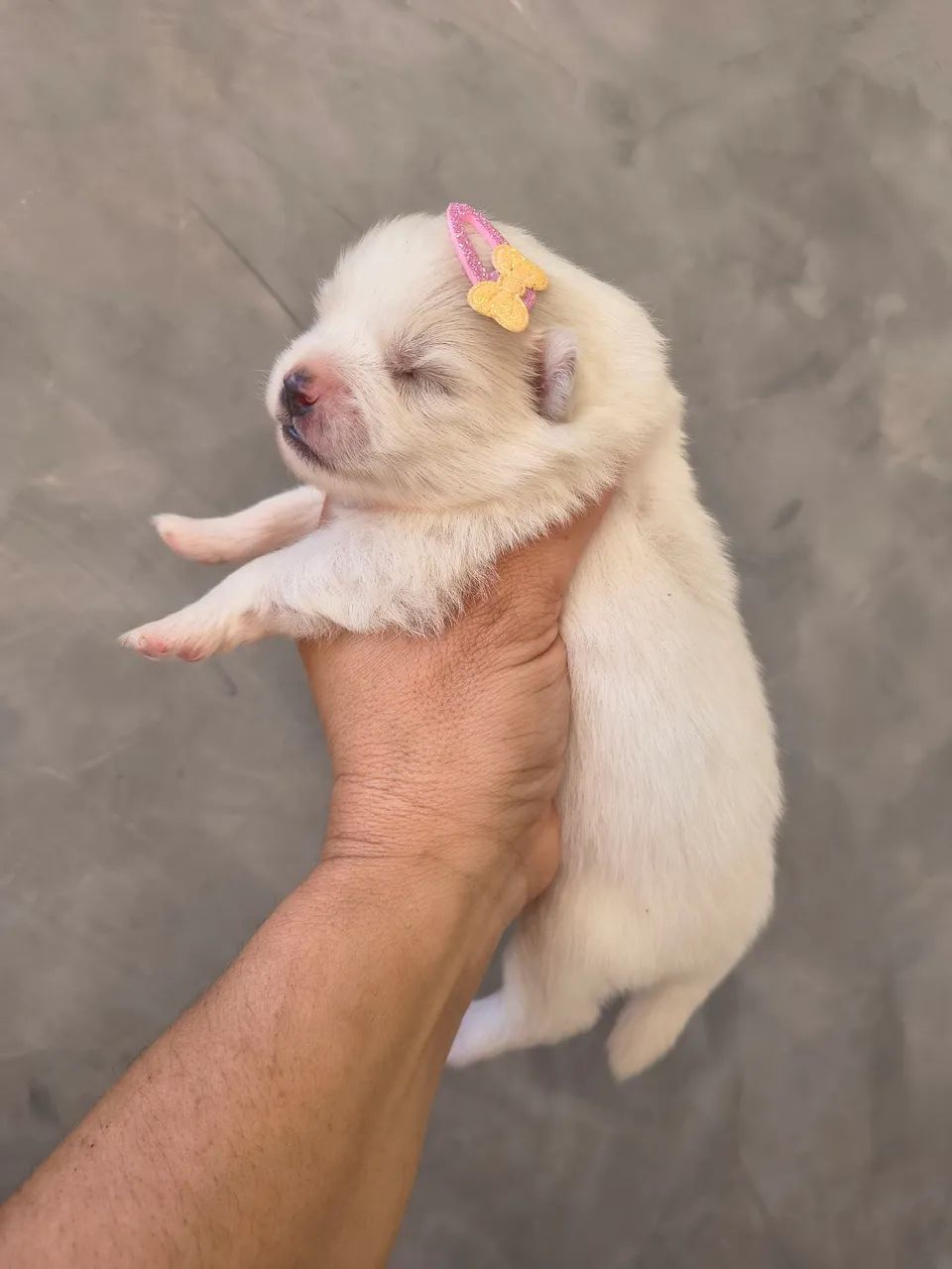 Spitz alemão 
