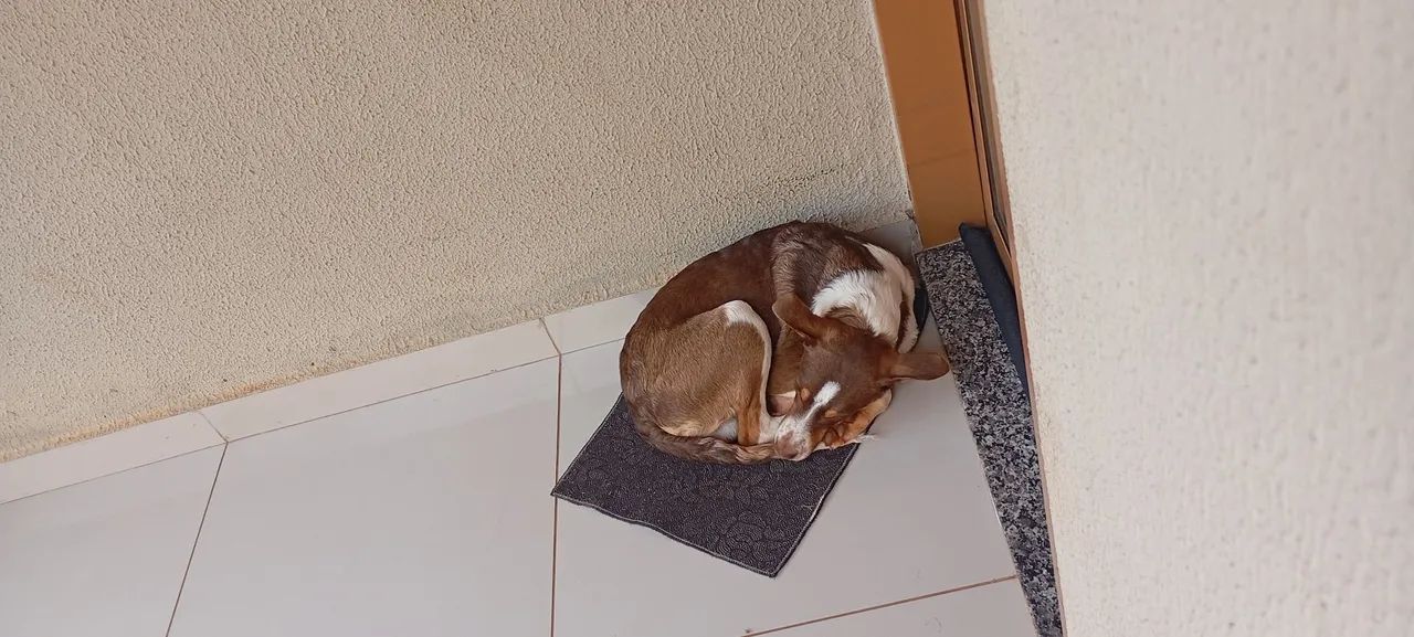 Cachorro - Foto 4