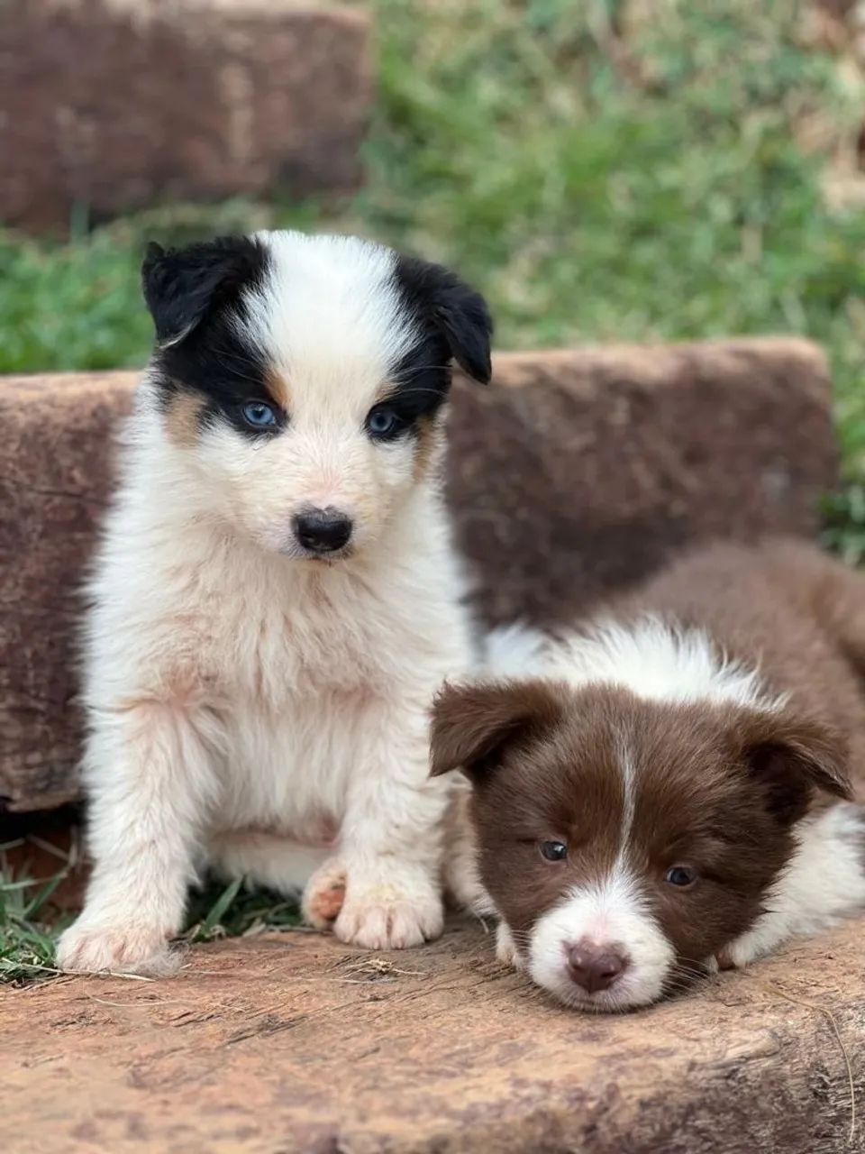 Border Collie  - Foto 2