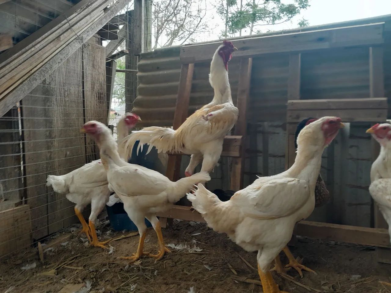 Vendo galos e galinhas  - Foto 3