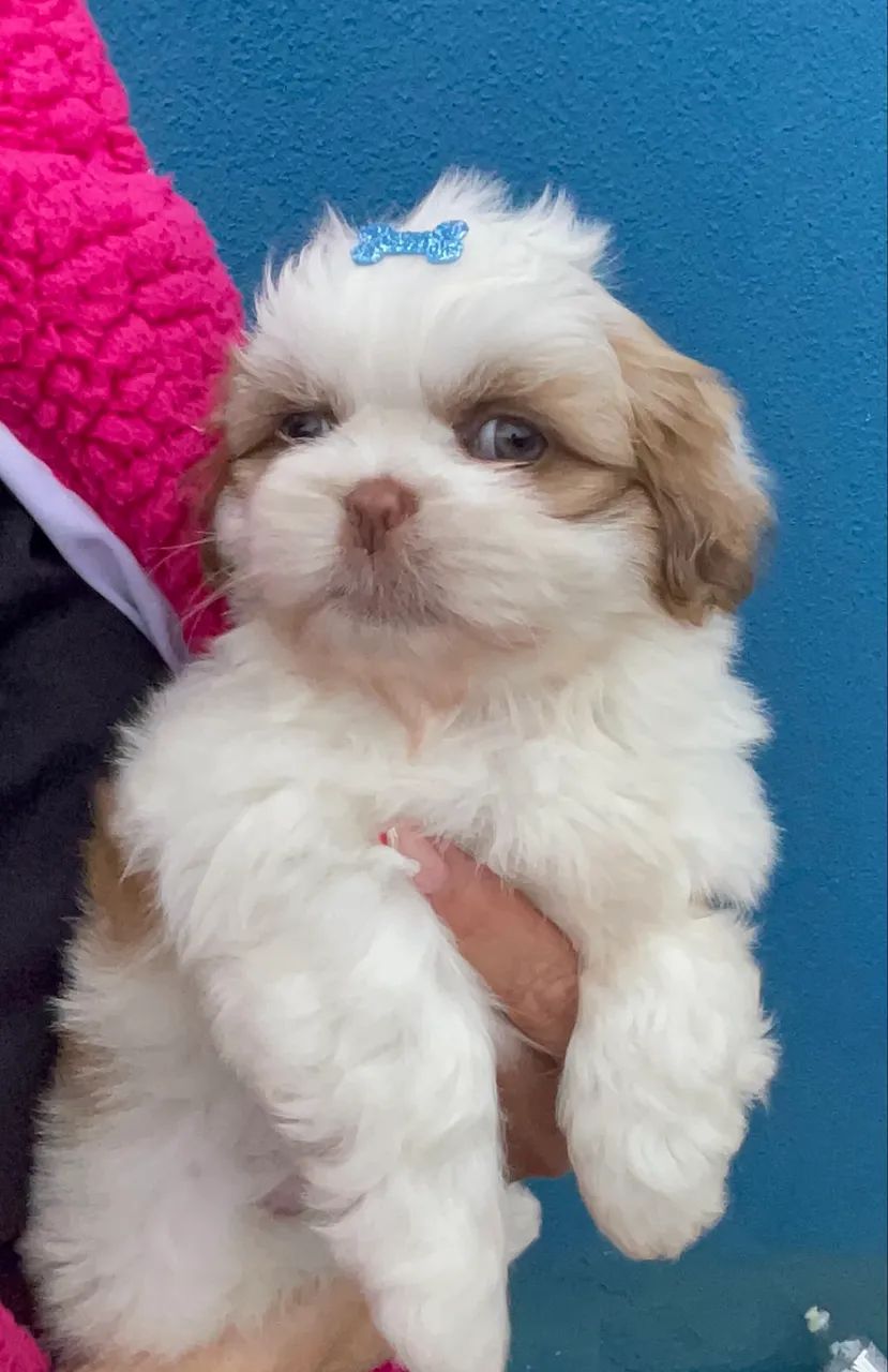 Shih tzu - Foto 2