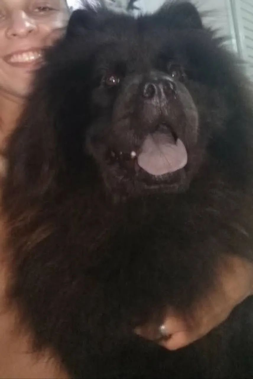Doa se Chow Chow  - Foto 2