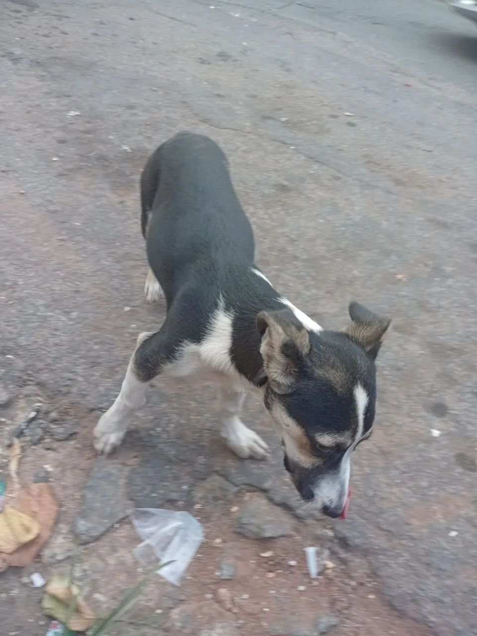 Cão dócil  - Foto 3