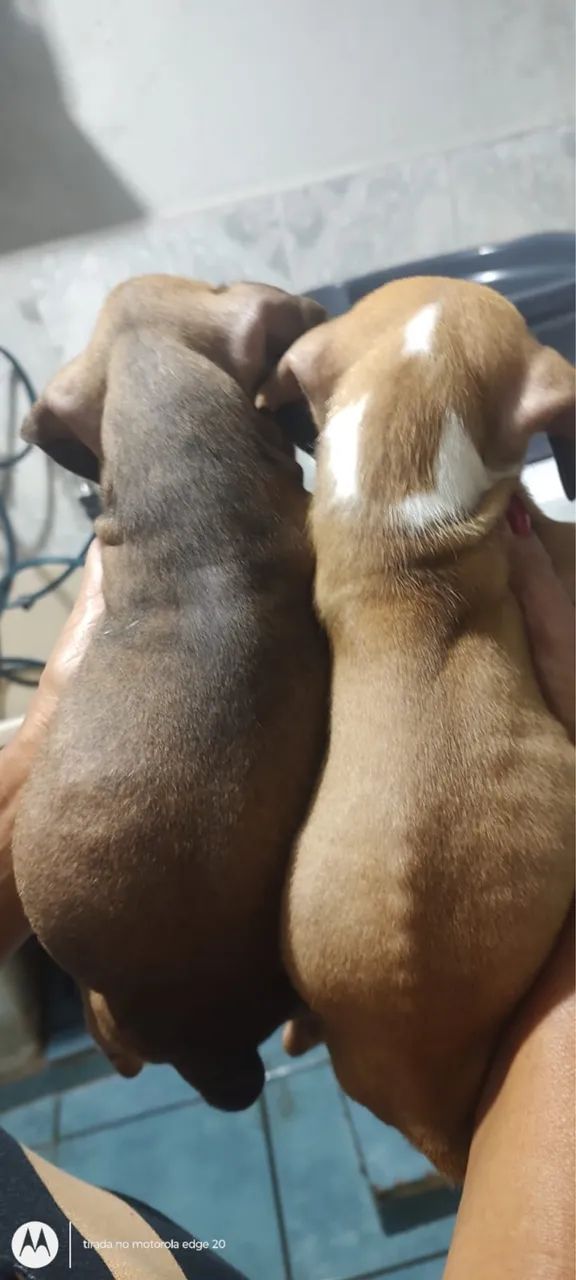 Boxer marcação diferente  - Foto 2