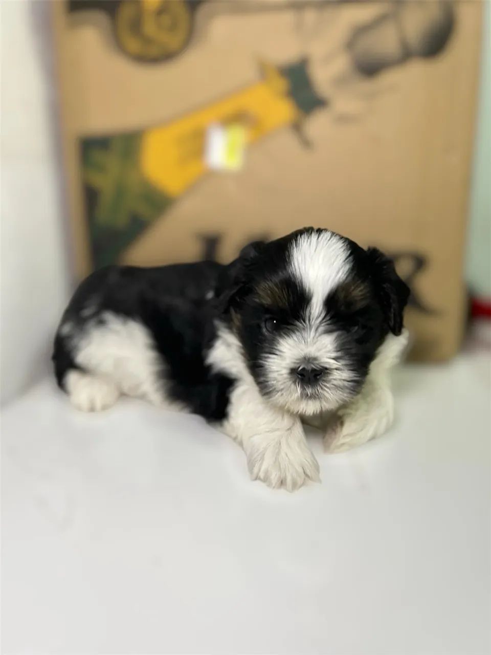 Cachorro - Foto 5