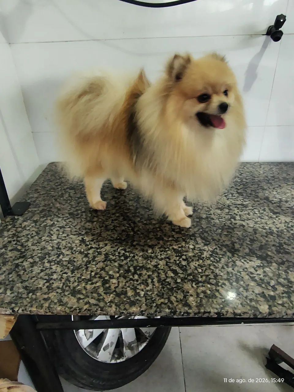 Spitz macho  - Foto 3
