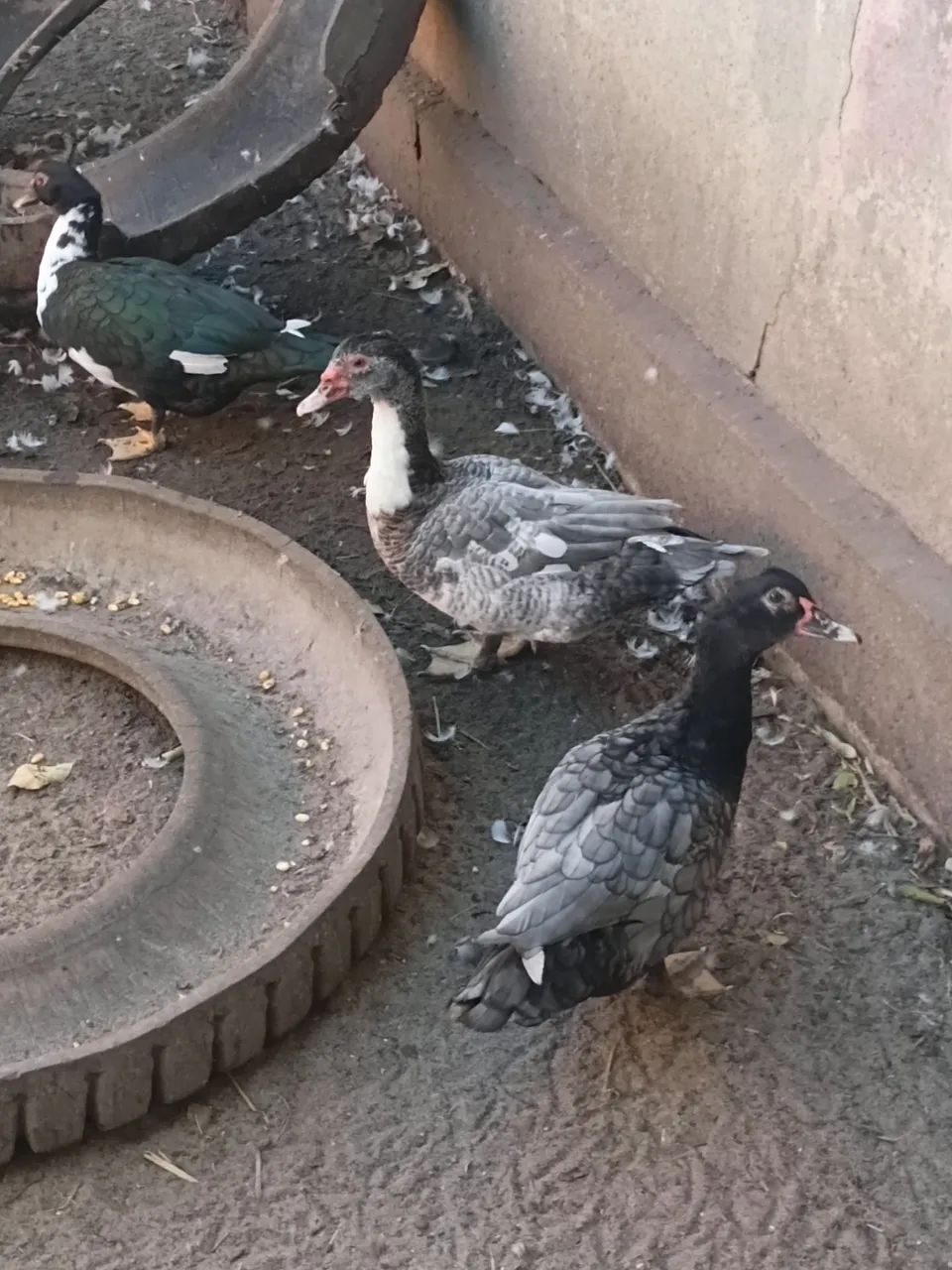 Patos - Foto 2