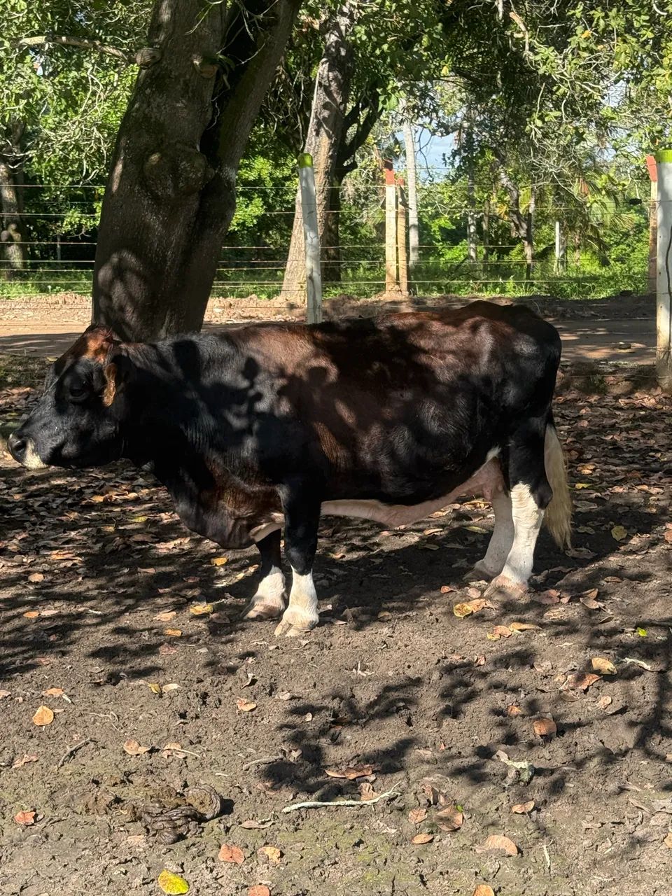 Mini vaca e mini boi -  dóceis!  - Foto 4