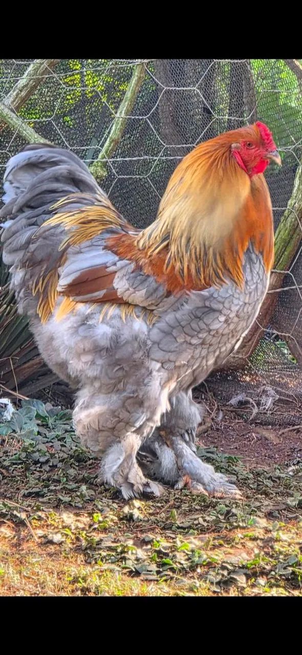 Galinha Brahma Red Pyle - Foto 3
