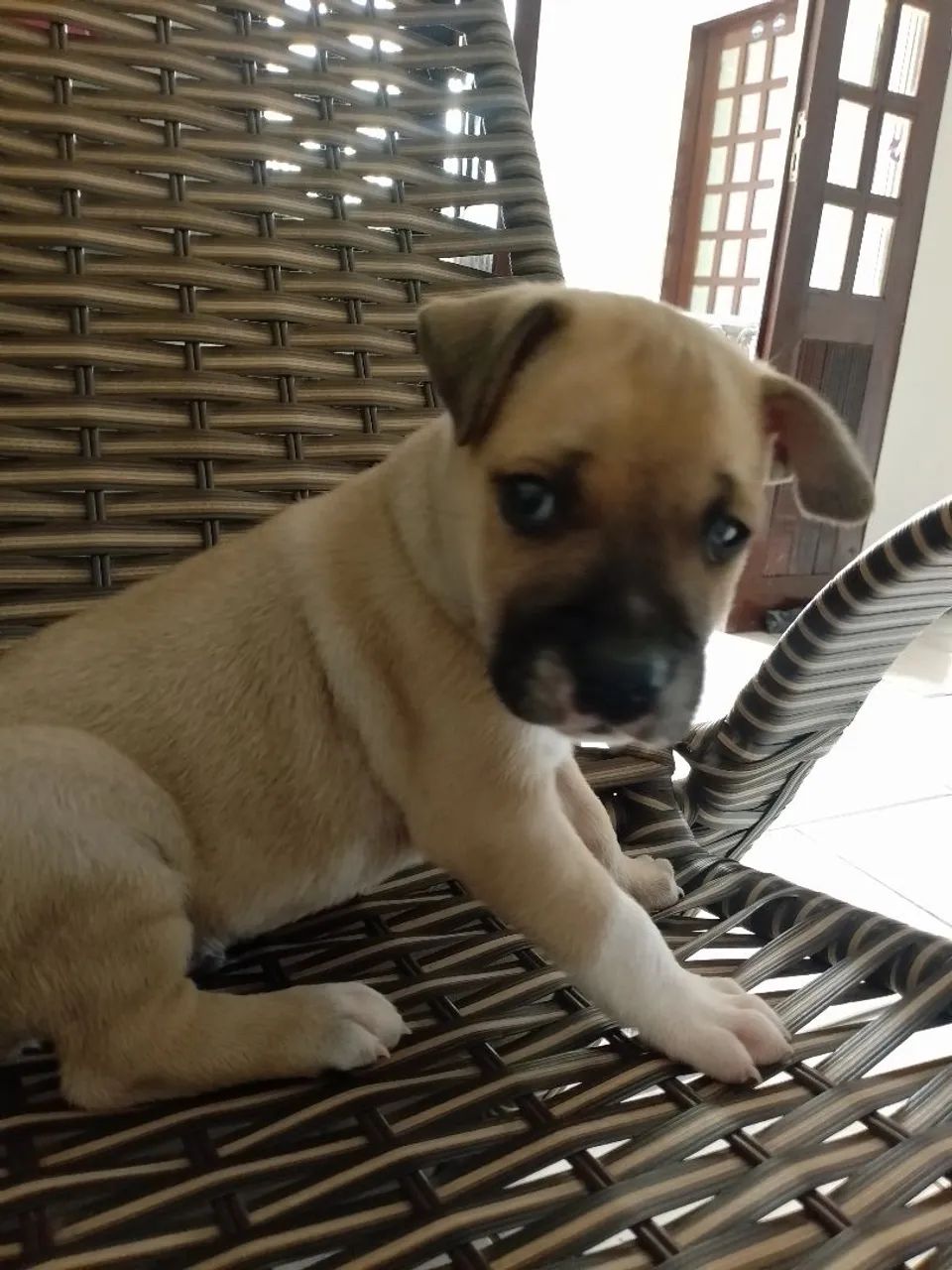 Pets para adoção ?