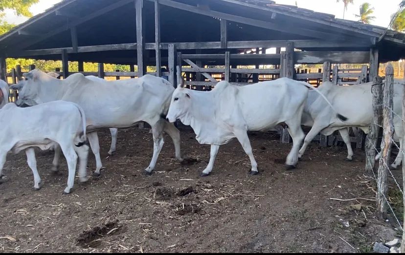 Vacas Nelore  - Foto 2