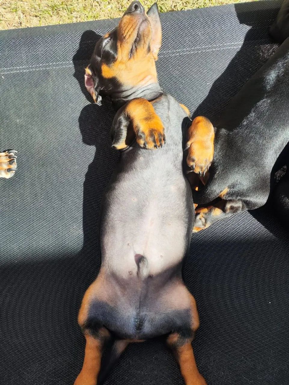 4 filhotes de dachshund  - Foto 2