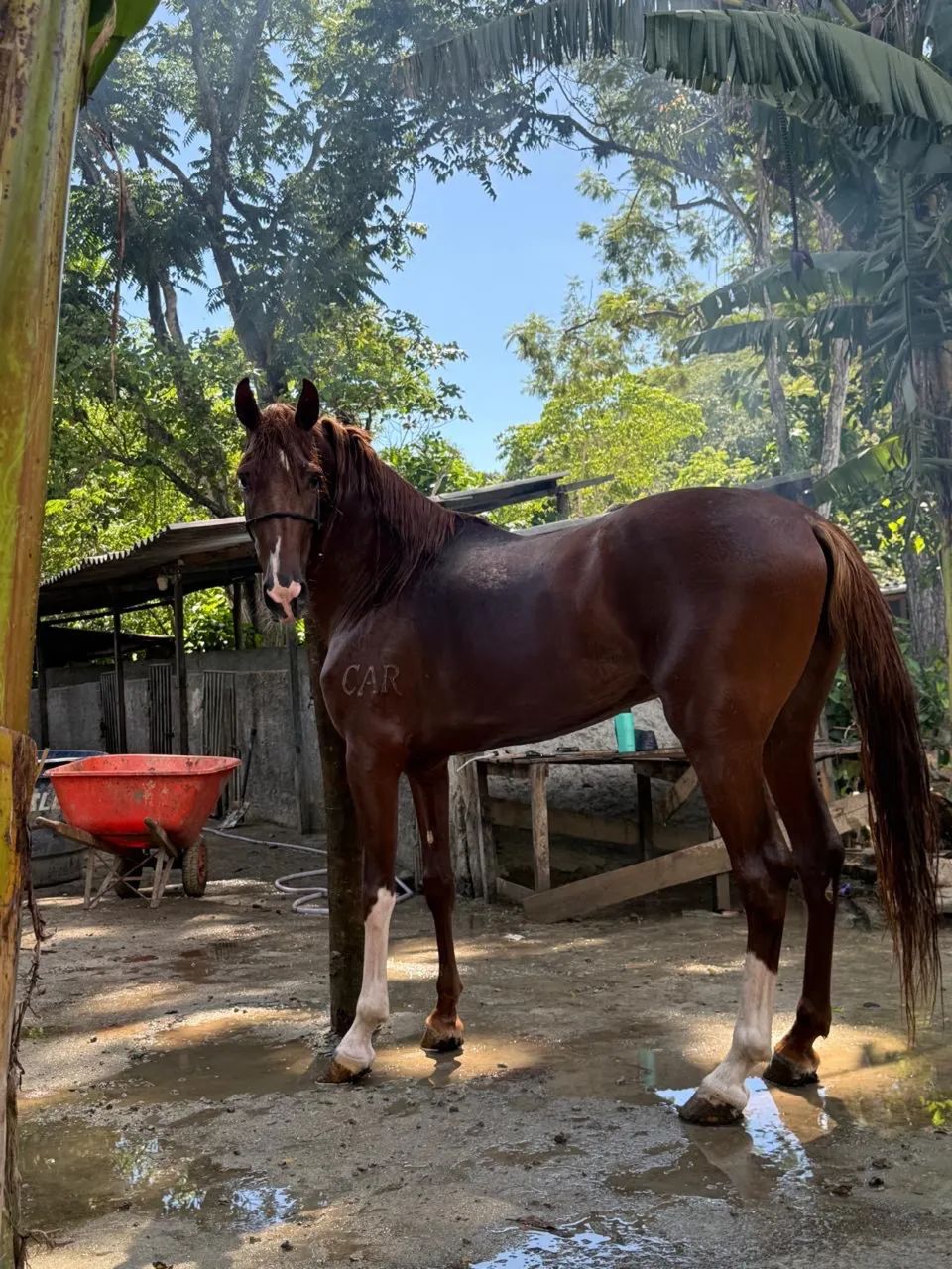 Cavalo marcha batida Lindo máquina  - Foto 3