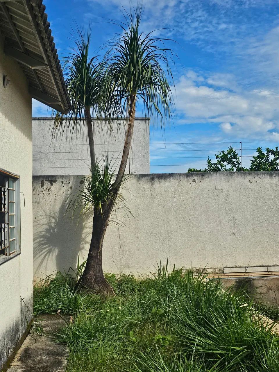 PALMEIRAS  Jardinagem LEIA O ANÚNCIO  - Foto 5